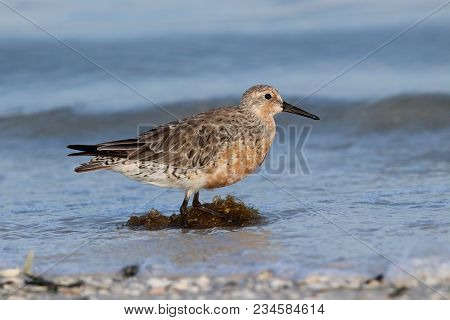 A Red Knot Sandpiper, Calidris Canutus At The Tide Line On A Beach In Florida
