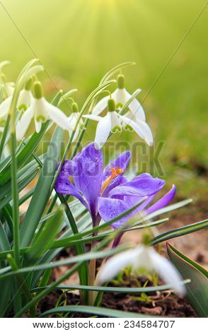 White Small Flowers In Shape Of Drops Under The Bright Sun. Spring Picture.
