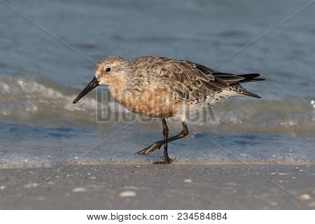 A Red Knot Sandpiper, Calidris Canutus At The Tide Line On A Beach In Florida