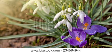 White Small Flowers In Shape Of Drops Under The Bright Sun. Spring Picture.