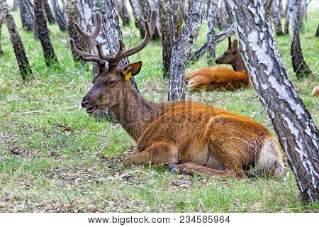 Two Deer - Maral Resting In A Pasture Located In The Birch Forest. Farm Plot For The Cultivation Of 