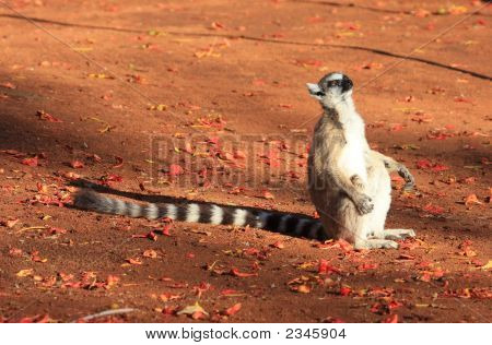 แหวน Lemurs หางที่สำรอง Berenty