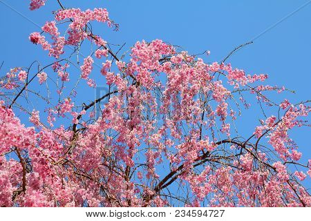 Ueno Park Spring Time. Cherry Blossoms In Tokyo, Japan. Pink Cherry Blossoms. Weeping Cherry - Shida
