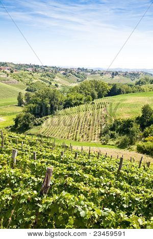อิตาลี - ภูมิภาค Piedmont สวนไวน์ Barbera