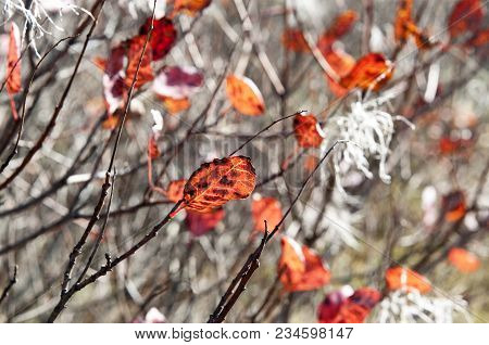 Characteristic Vegetation In The Trieste Karst In Autumn
