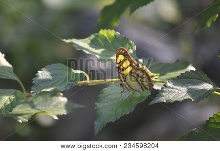 Beautiful Green Malachite Butterfly Sitting Perched On A Leaf.
