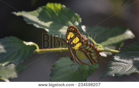 Green Malachite Butterfly With Patterned Wings On A Leaf.