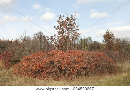 The Characteristic Vegetation Of The Trieste Karst In Autumn