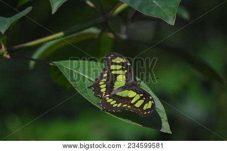 Pretty Green And Black Malachite Butterfly With Wings Spread Open.
