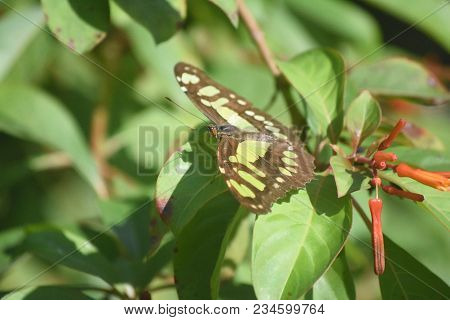 Green Malachite Butterfly Resting On A Leaf In A Garden.