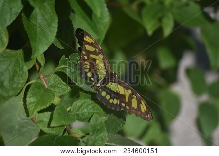 Garden With A Green And Black Winged Malachite Butterfly.