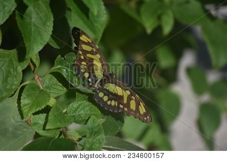 Open Wings On A Green And Black Malachite Butterfly.