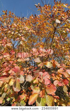 The Characteristic Vegetation Of The Trieste Karst In Autumn