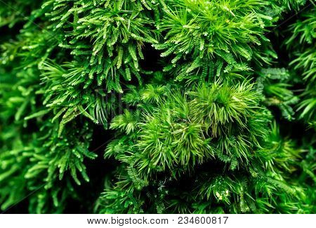 Macro Shot Detail Of Mosses Cover With Dense On Dead Tree. Green Environment, Nature, Ecology, Biodi