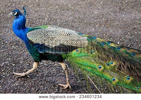 Peacock Bird Animal Zoo Wild Pet Colorful Feathers Close Up Portrait Peacock Eye Exotic Tropical
