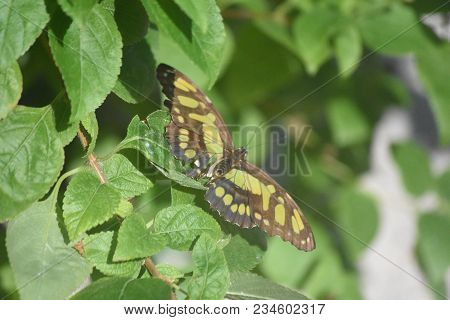 Gorgeous Green And Black Malachite Butterfly In A Garden.