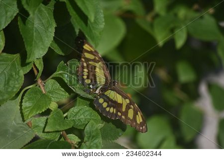Outstretched Wings Of A Malachite Butterfly With Green And Black.