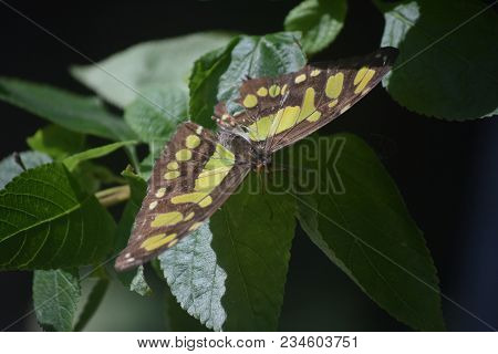Garden With A Green And Black Malachite Butterfly In Aruba.