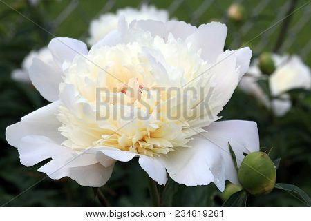 Soft White Flower Background With Green Leaves