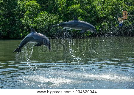 Two Dolphins Jumping In The Water Pool