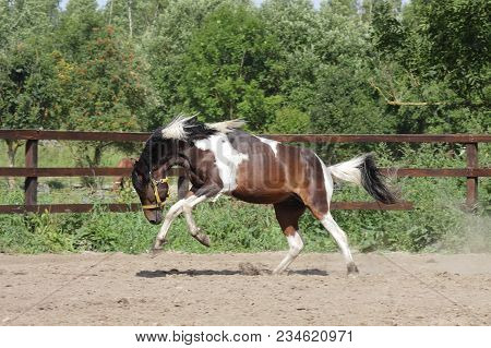Paint Stallion Running Free In Paddock At Early Summer