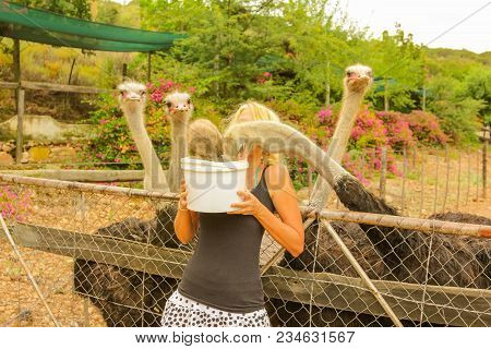 Caucasian Young Woman Feeds A Group Of Ostriches In Oudtshoorn, Western Cape, South Africa. Female T