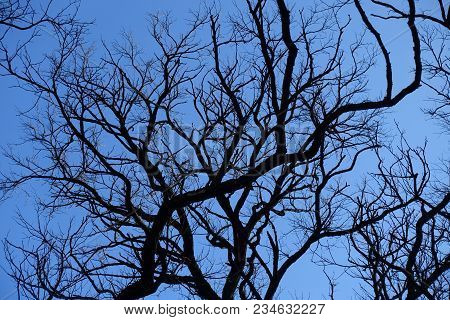 Bare Branches Of Robinia Pseudoacacia Against Blue Sky