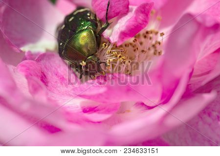 Rose Chafer In A Pink Rose. Green Chafer Climb On The Pink Rose Petal (cetonia Aurata)