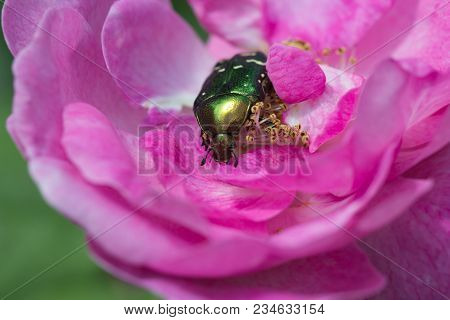 Rose Chafer In A Pink Rose. Green Chafer Climb On The Pink Rose Petal (cetonia Aurata)