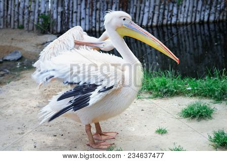 White Pelican With Yellow Peak Neb Cleans Up Feather Wing
