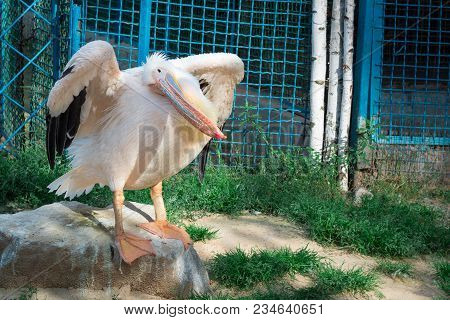 White Bird Pelican Cleans Feather Wings With Big Yellow Neb