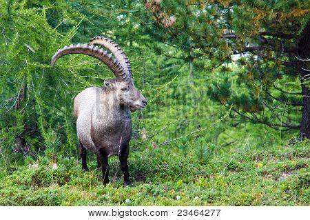 Alpine ibex i de schweiziske alper