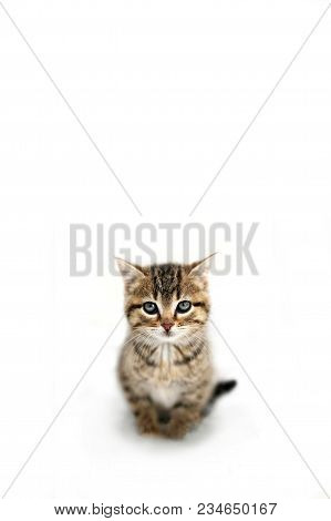 A Cute Fuzzy, Grey, Domestic Horthair Taby Cat Kitten, With Black Stripes, Is Sitting In The Snow On