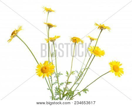 Cota Tinctoria, The Golden Marguerite, Yellow Chamomile, Or Oxeye Chamomile. Isolated.
