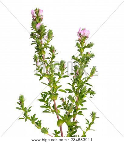 Blossoming Pink Ononis Isolated On White Background.