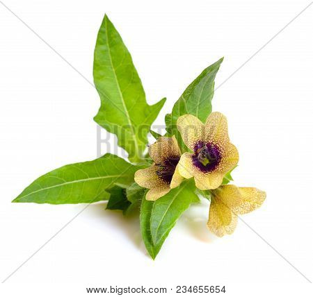 Blossoming Hyoscyamus Flower Isolated On White Background.