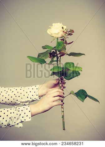 International Women Or Mother Day. Female Hands Nails Manicure Holding White Rose Flower. Toned Imag
