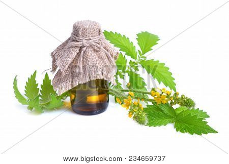 Agrimonia Eupatoria, Agrimony, Church Steeples Or Sticklewort. Isolated On White Background.