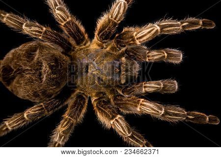 Hiding Tropical Tarantula Spider Photo Taken In The Wild.