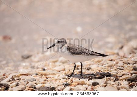 Western Sandpiper Shorebirds Calidris Mauri