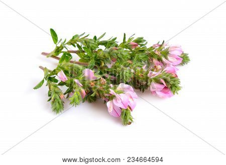 Pink Ononis Flowers Isolated On White Background .