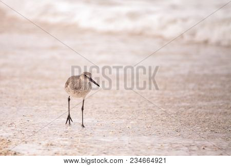 Common Snipe Shorebird Gallinago Gallinago Forages For Food