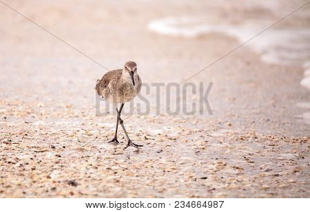Common Snipe Shorebird Gallinago Gallinago Forages For Food