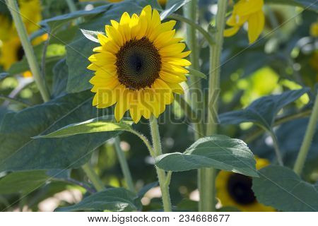 Blooming Yellow Petalled Helianthus (sunflowers) Surrounded By Foliage.