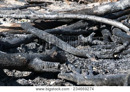 Remnants Of Burnt Firewood At A Campsite