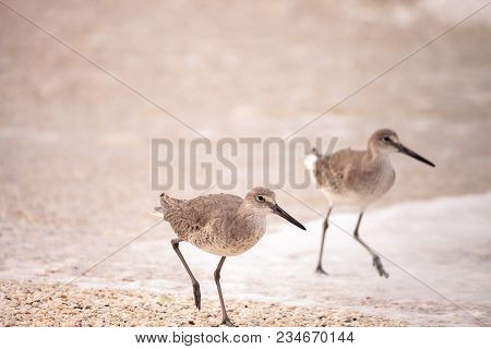Common Snipe Shorebird Gallinago Gallinago Forages For Food