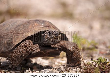 Florida Gopher Tortoise Gopherus Polyphemus