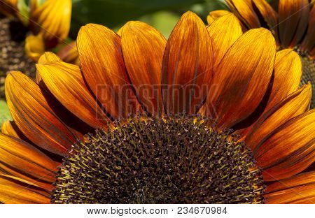 The Upper Half Of A Helianthus (sunflower) Flower With Petals The Colour Of Fire, Ranging From Red T