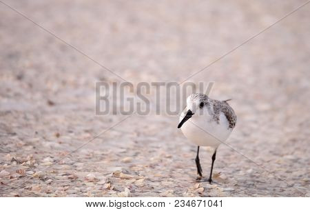 Western Sandpiper Shorebirds Calidris Mauri