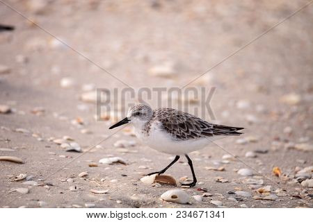 Western Sandpiper Shorebirds Calidris Mauri